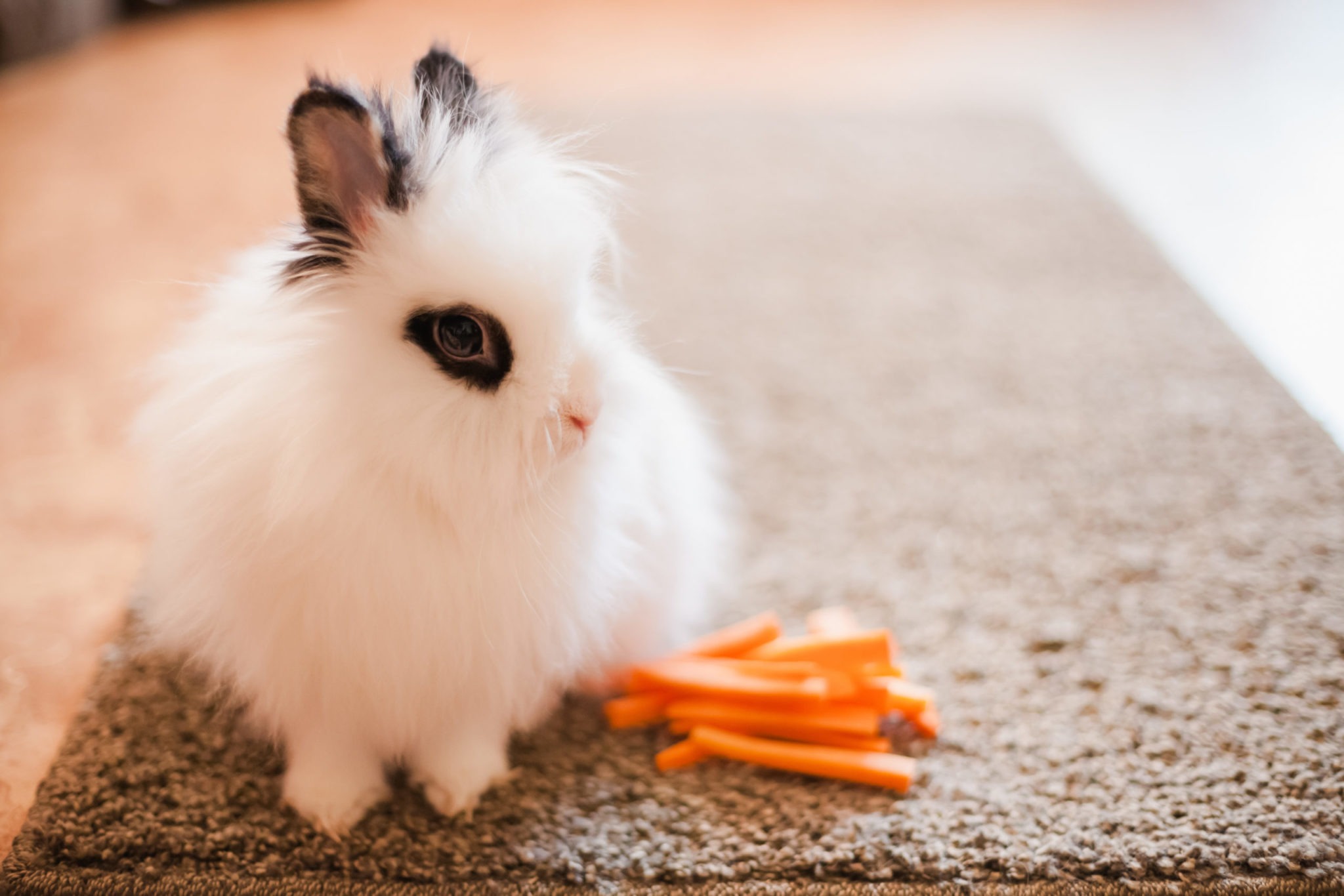 Adopter un lapin nain - Mon jardin d'idées par VillaVerde