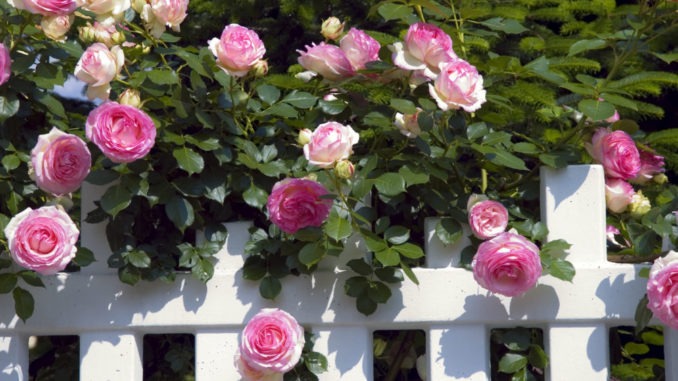 La magie des roses : comment planter un rosier