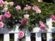 La magie des roses : comment planter un rosier
