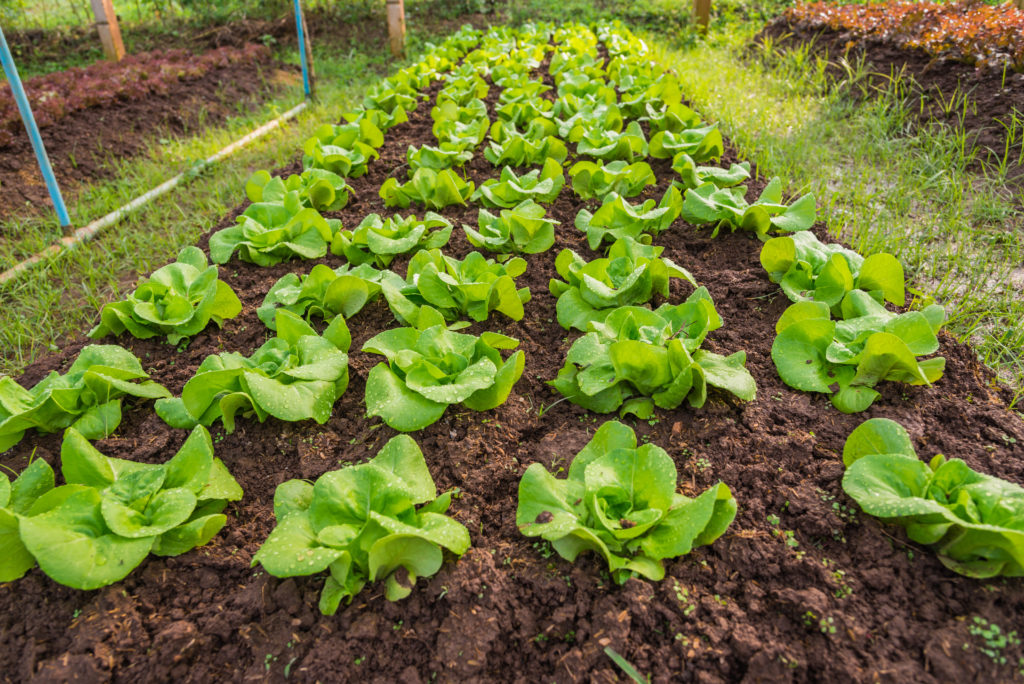 Comment cacher la terre des plantes ?