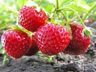 Comment planter des fraisiers ?
