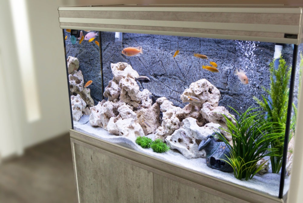 Installation d'un aquarium d'eau douce - Guide du débutant