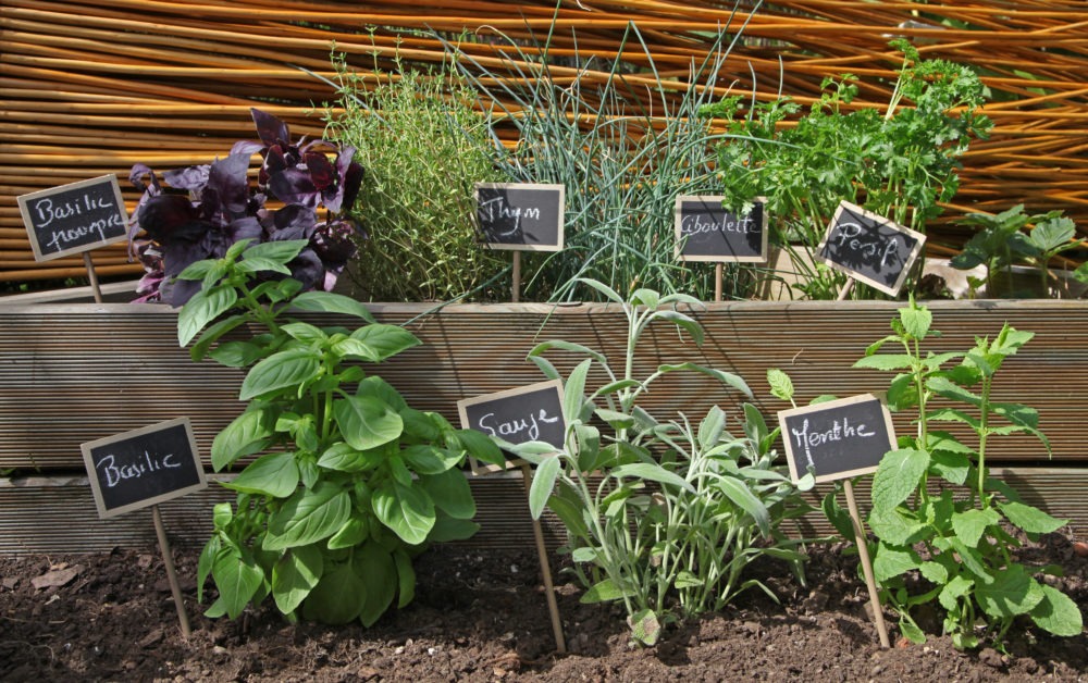 Aménager un carré d'herbes aromatiques - Mon jardin d'idées