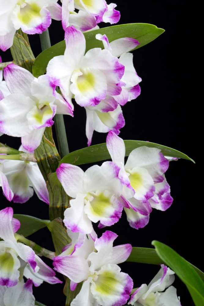 Dendrobium Orchid hybrids