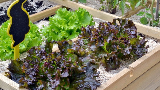 carré potager - plant de salade