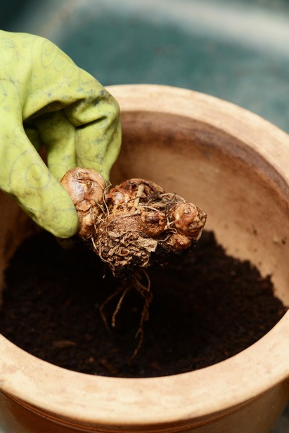 Planter un arum en pot - Mon jardin d'idées