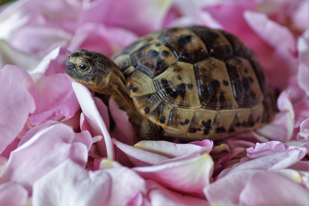 Quelles espèces de tortues terrestres peut-on élever à la maison ?