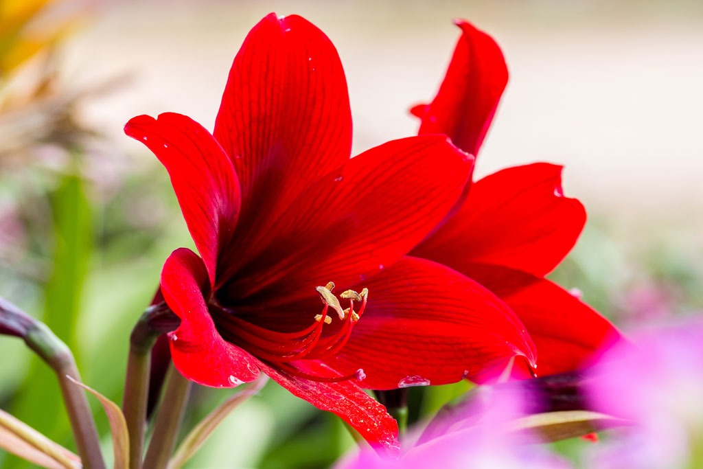 decoration noel fleur amaryllis