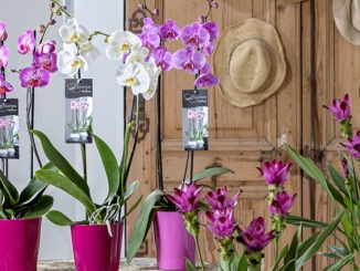 Orchidee selection VillaVerde