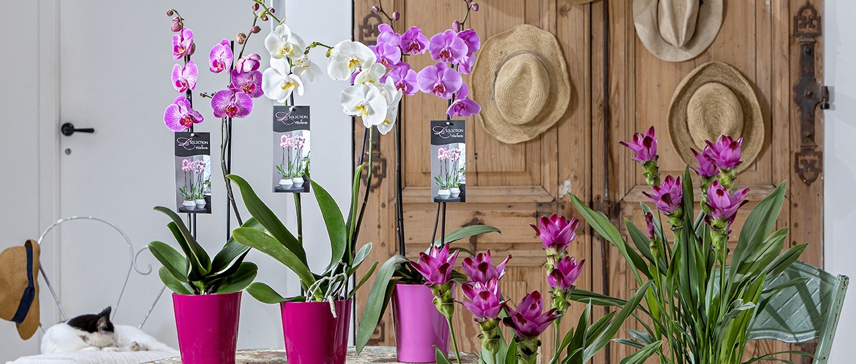 Orchidee selection VillaVerde