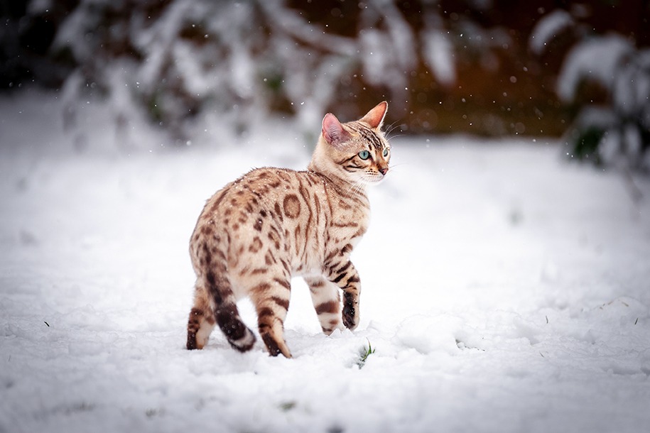 Chat bengal dans la neige