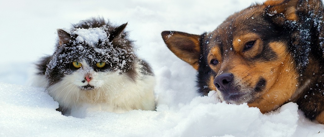 Les Chiens Et Les Chats Dans Le Froid Mon Jardin D Idees