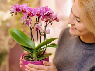 Tout savoir sur les orchidées