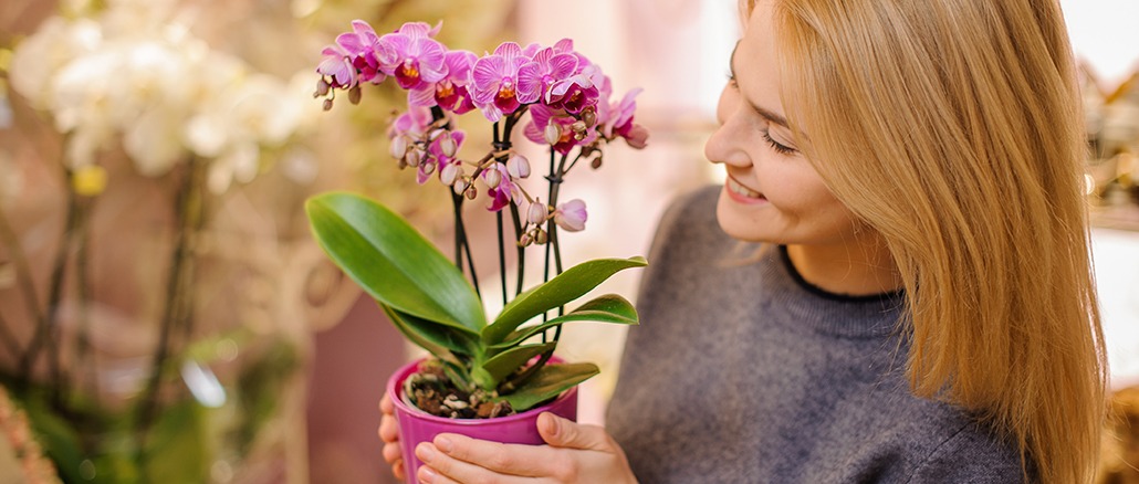 Re)découvrir les Orchidées - Mon jardin d'idées