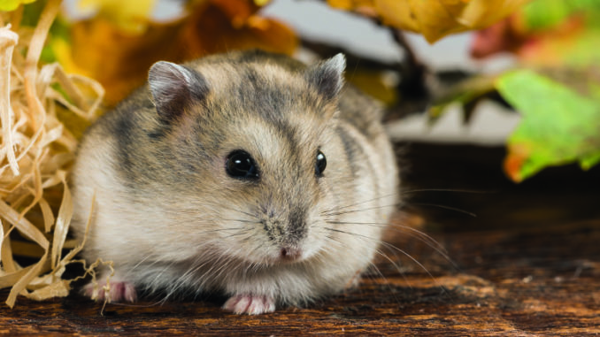 Le hamster Russe | Mon jardin d'idées