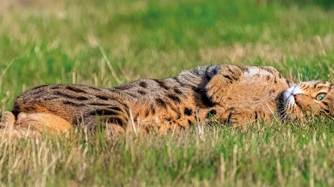 Chat De Race Le Bengal Mon Jardin D Idees