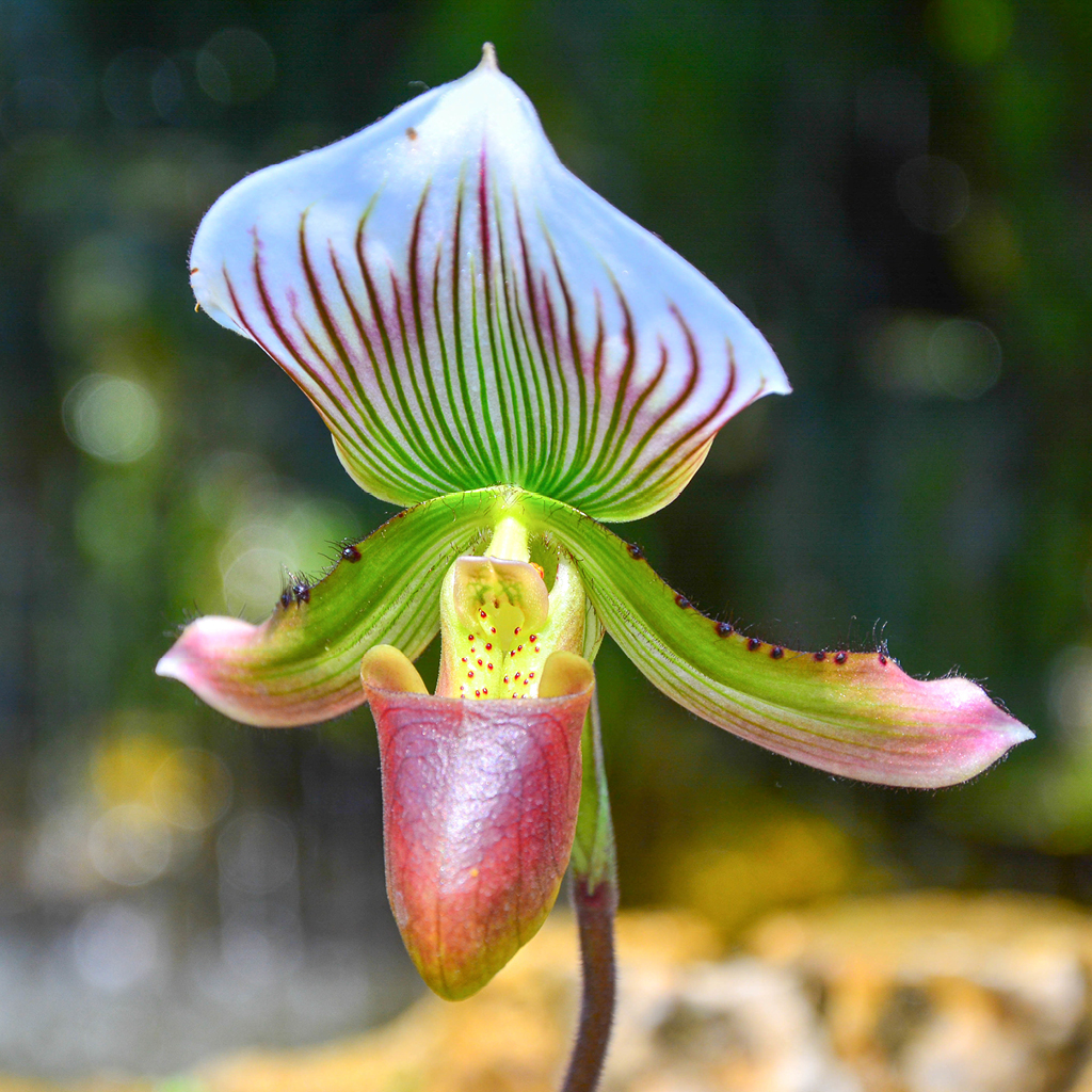 Orchidee_Sabot de Venus_Paphiopedilum Callosum