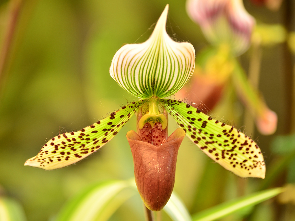 Orchidee_Sabot de Venus_Paphiopedilum Maudiae