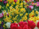 Tulipes-et-narcisses-en-massif