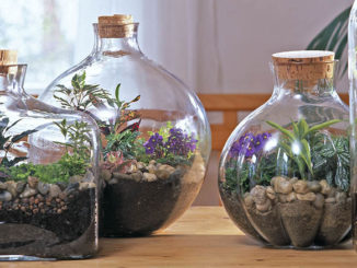 Terrarium plantes d'intérieur