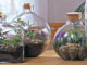 Terrarium plantes d'intérieur