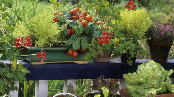 Légumes en pot sur balcon