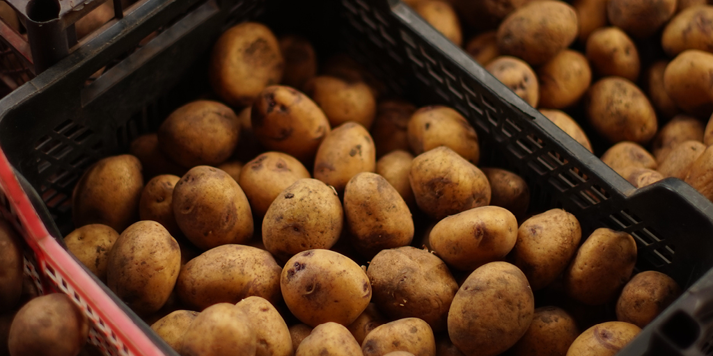 conservation pommes de terre