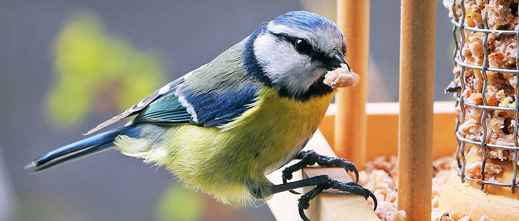 Boule de graisse de nourriture pour oiseaux à l'extérieur dans un
