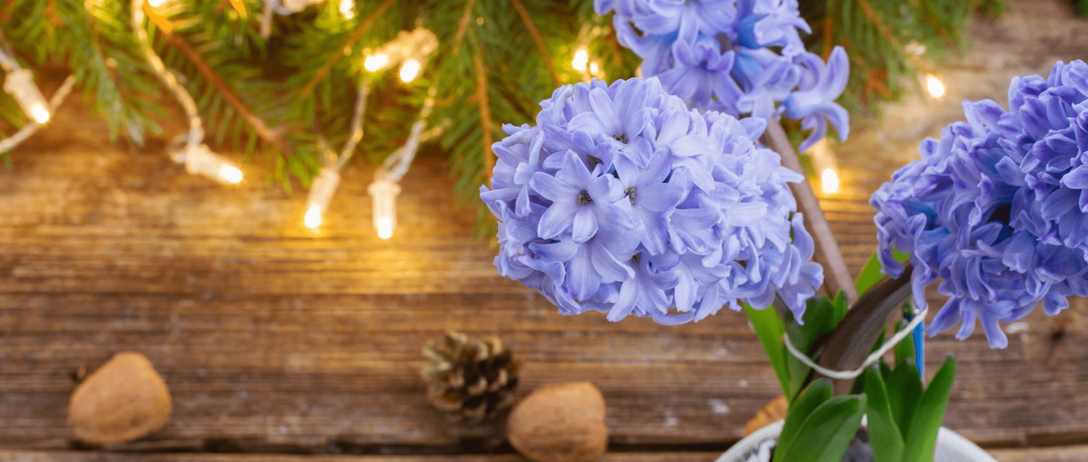 Des jacinthes fleuries pour Noël - Mon jardin d'idées
