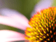 Echinacea-zoom