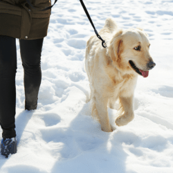 Promenade avec un chien dans la neige