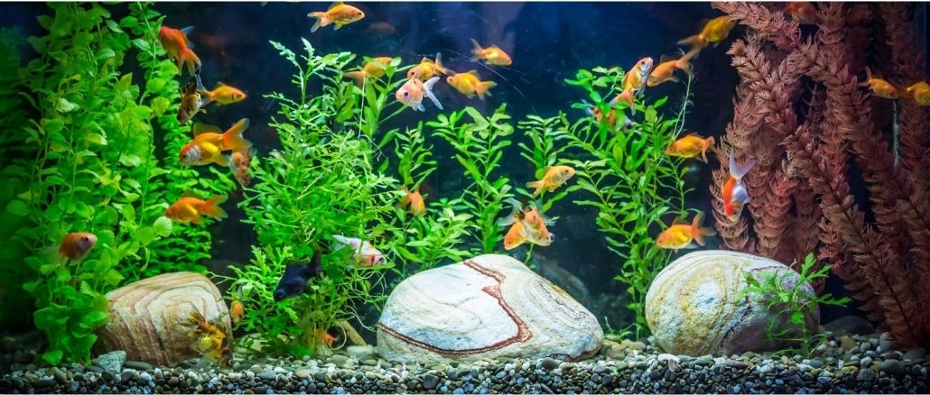 Pourquoi mettre des plantes flottantes dans un aquarium ?