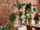 Plantes salon