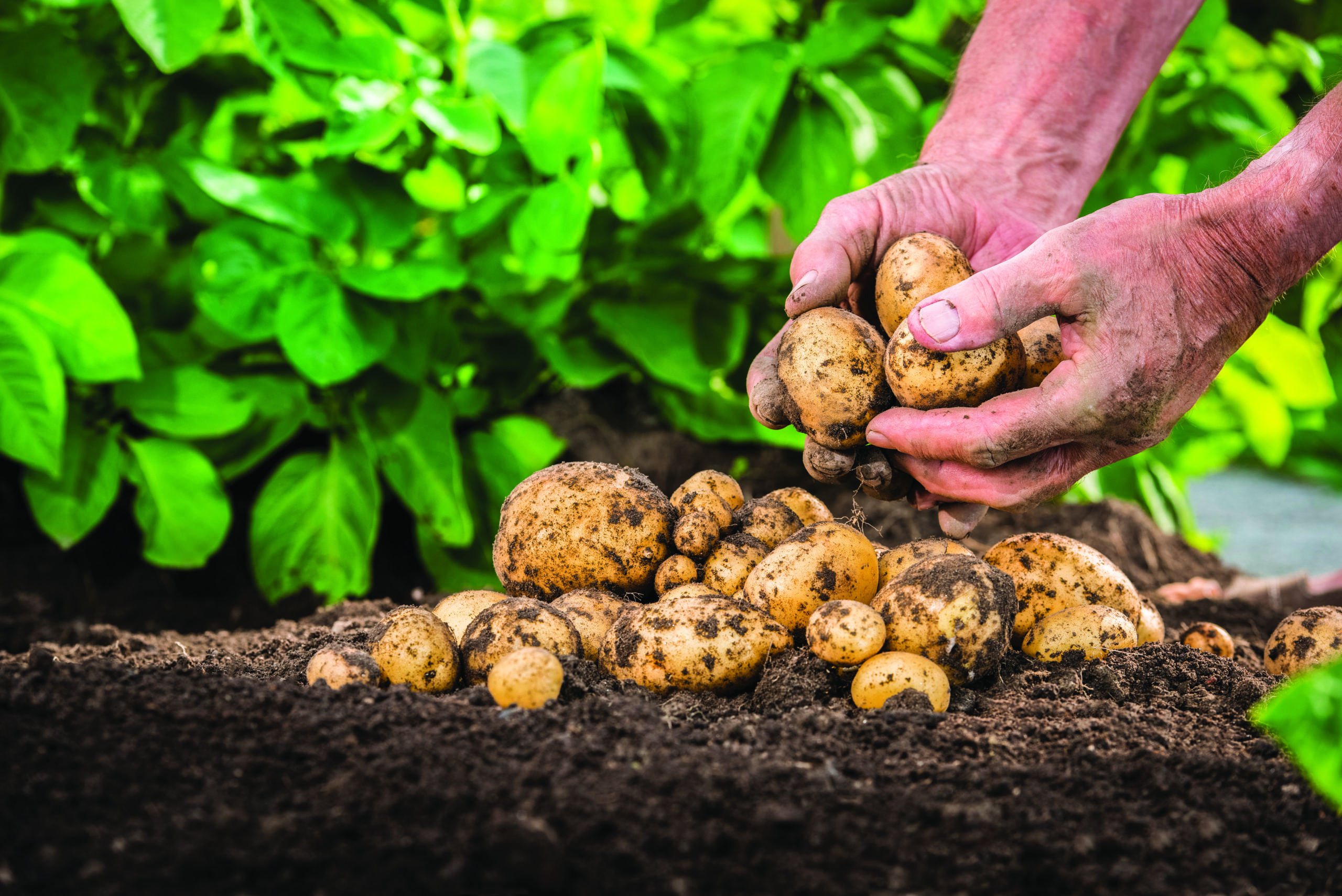 Plantez des pommes de terre Silence, ça pousse ! Une action de saison,  facile et productive ! - Mon jardin d'idées