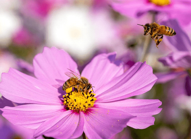 Plantes mellifères avec 2 abeilles 